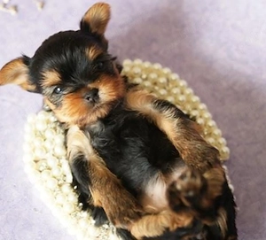 Yorkshire terrier talie mica  - imagine 2
