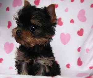 Yorkshire terrier talie mica 