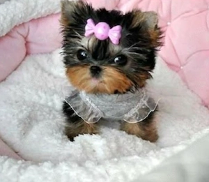 Yorkshire terrier talie mica 