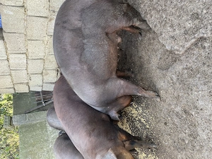Porci de  vanzare(130-135 kg)