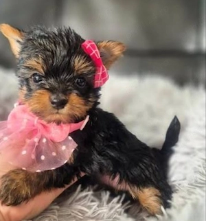 Yorkshire terrier talie mica  - imagine 2