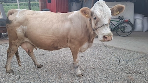 Vând vaca bună de lapte ,la prima fătare și este montată  - imagine 2