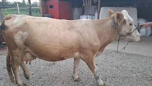Vând vaca bună de lapte ,la prima fătare și este montată  - imagine 5