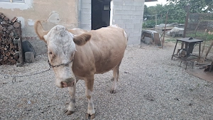 Vând vaca bună de lapte ,la prima fătare și este montată  - imagine 4