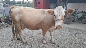 Vând vaca bună de lapte ,la prima fătare și este montată  - imagine 3