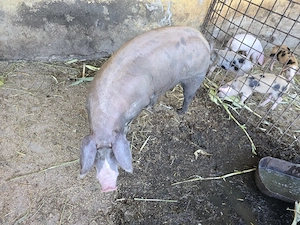 Se vinde porc 140 kg natural