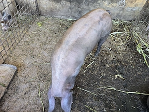 Se vinde porc 140 kg natural - imagine 2