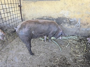 Se vinde porc 140 kg natural - imagine 4