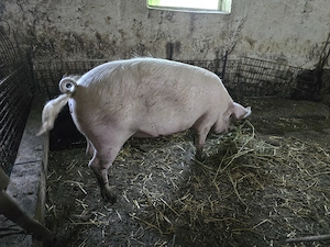 Vand porci de carne crescuti natural - imagine 3