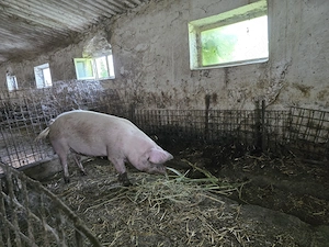 Vand porci de carne crescuti natural - imagine 4