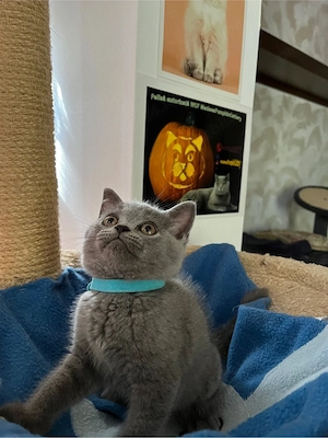 British shorthair blue  - imagine 4