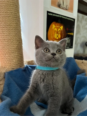 British shorthair blue  - imagine 3