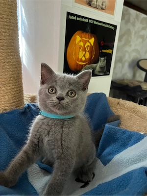 British shorthair blue  - imagine 5
