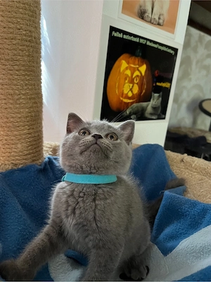 British shorthair blue 