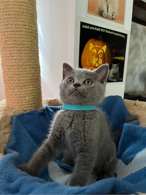 British shorthair blue  - imagine 2
