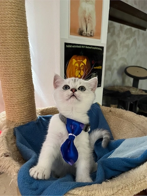 british shorthair shadedpoint - imagine 5