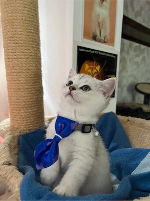 british shorthair shadedpoint - imagine 4