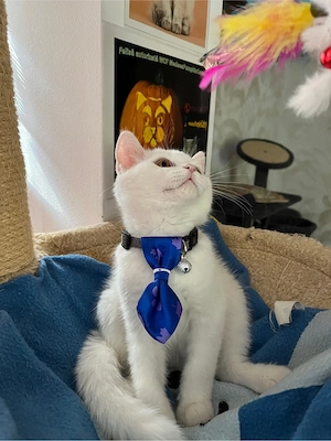 british shorthair white - imagine 5