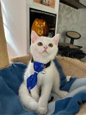 british shorthair white