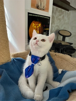 british shorthair white - imagine 3