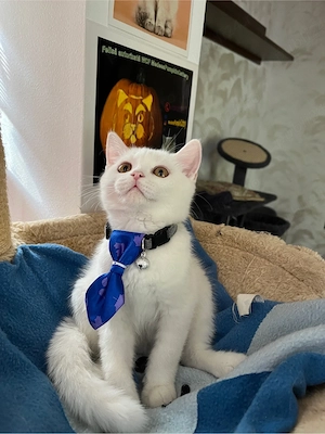 british shorthair white - imagine 4
