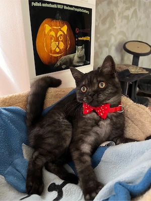 british shorthair black tabby - imagine 5