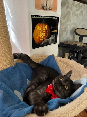 british shorthair black tabby - imagine 4