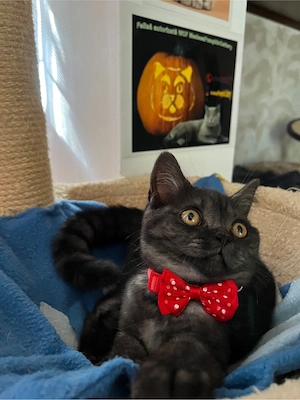 british shorthair black tabby - imagine 2