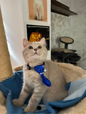british shorthair black tabby - imagine 3