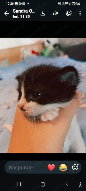 Oferta spre donatie 5 pisoiași  - imagine 3