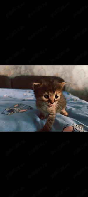 Oferta spre donatie 5 pisoiași 