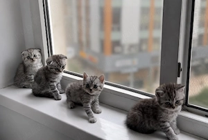 Pui Scottish Fold & Scottish Straight își caută o nouă căsuță!  - imagine 2