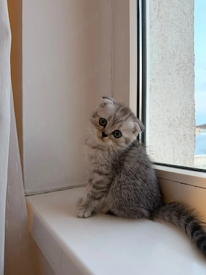 Pui Scottish Fold & Scottish Straight își caută o nouă căsuță!  - imagine 3