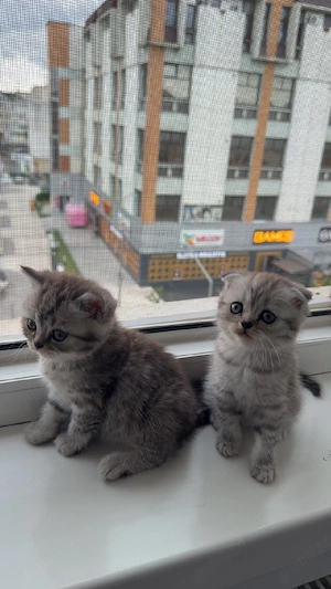 Pui Scottish Fold & Scottish Straight își caută o nouă căsuță!  - imagine 5