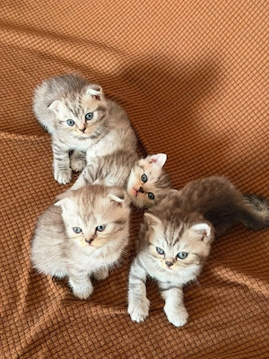 Pui Scottish Fold & Scottish Straight își caută o nouă căsuță!  - imagine 4