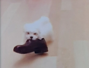 Bichon maltez mini toy 6 saptamani