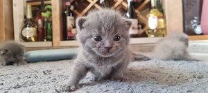 Pui British Shorthair - imagine 4