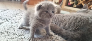 Pui British Shorthair - imagine 2
