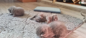 Pui British Shorthair - imagine 5