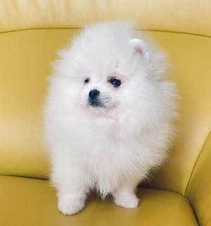 Pui pomeranian talie foarte mica