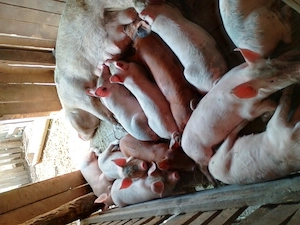 Purcei de vânzare rasa pietrean și duroc foarte mancaciosi și cuminti