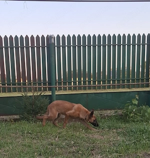 Femela Malinois - imagine 3