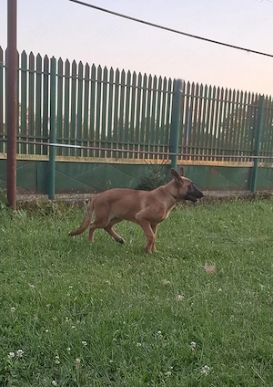 Femela Malinois - imagine 4
