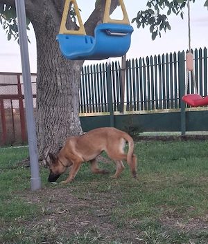 Femela Malinois - imagine 2