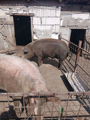 vindem porci pentru  sacrificat 