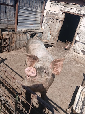 vindem porci pentru  sacrificat  - imagine 2