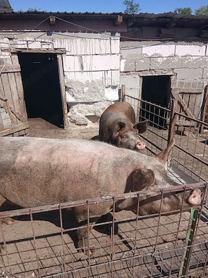vindem porci pentru  sacrificat  - imagine 3