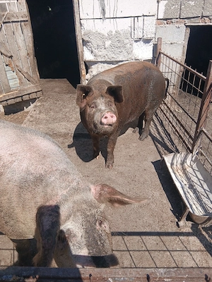 vindem porci pentru  sacrificat  - imagine 5