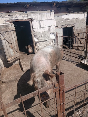 vindem porci pentru  sacrificat  - imagine 4