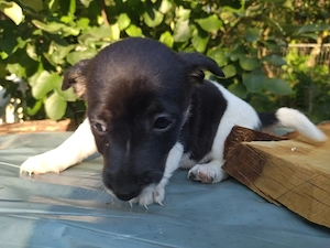 Jack Russell Multicolor